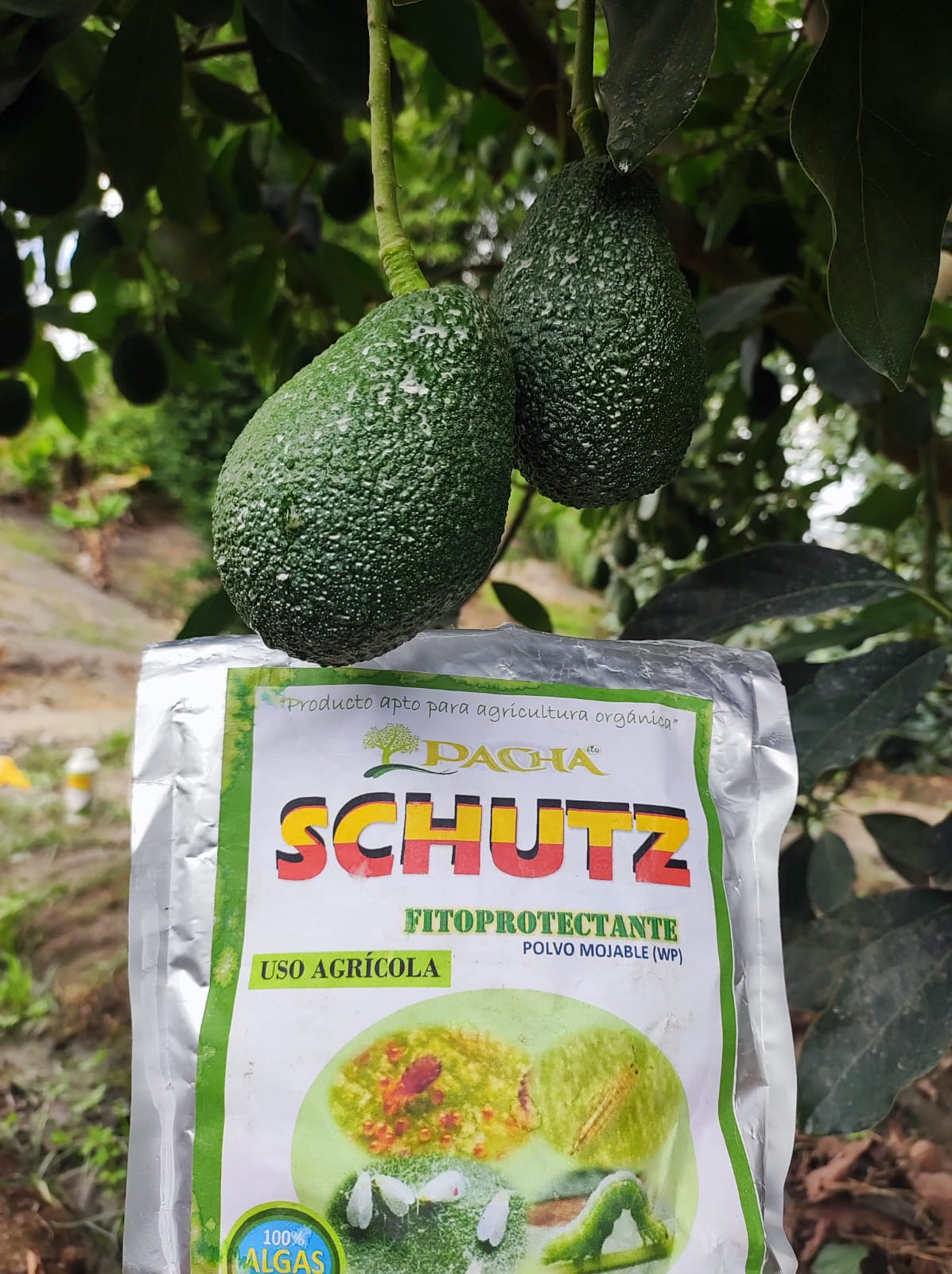 SCHUTZ FITOPROTECTANTE