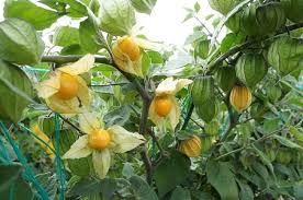 UCHUVA, PHYSALIS, AGUAYMANTO - Imagen 2